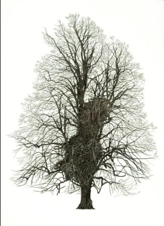 The Lime Tree in Rousham Park