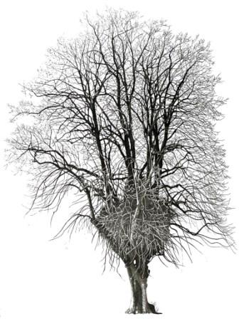 Lime Tree in Priory Park