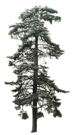 Fir Tree in Steeple Aston