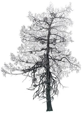 Larch Tree in Rousham Village