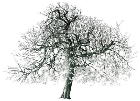 Tree in Springfield Park II