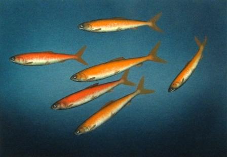 DONALD PROVAN - gold on green