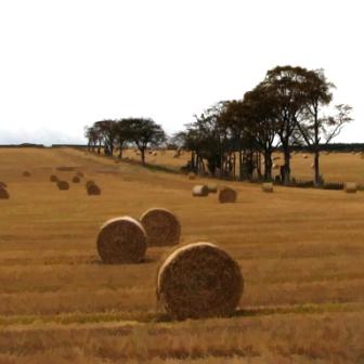 Autumn Hedgerow with Bales