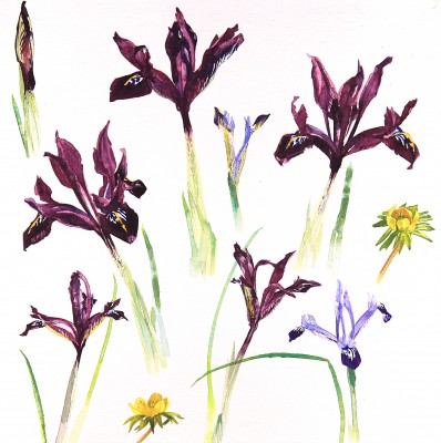 First Flowers of the Year I