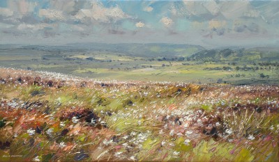 Cotton Grass, Longstone Moor, Derbyshire