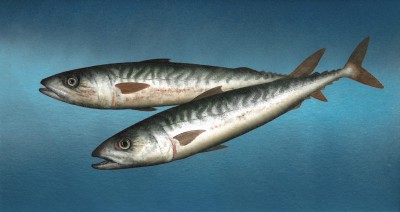 Double Mackerel